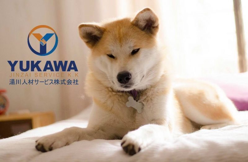 Raças de Cães de Origem Japonesa